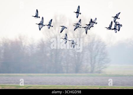 Barnacle Goose (Branta leucopsis) si radunano in volo, Zelanda, Paesi Bassi. Foto Stock