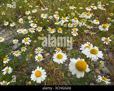 Le camomille decorano i paesaggi di molti paesi con i loro colori gialli brillanti. La pianta fiorisce in vari habitat, tra cui montuosi Foto Stock