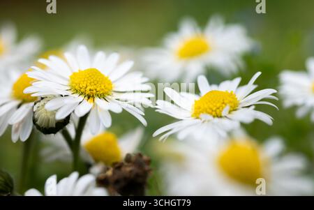 Molti fiori a margherita si avvicinano, due fiori sono a fuoco e altri sono sfocati Foto Stock