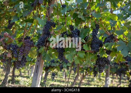 Spettacolare esposizione di numerosi grappoli maturi di uve da vino viola-nero appesi pesantemente a vigneti ben mantenuti in un vigneto piemontese di prima qualità. La e. Foto Stock