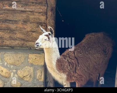 Lama in piedi vicino ad un rustico muro di legno. Agricoltura, addomesticamento e rapporto umano con gli animali in ambienti rurali e controllati. Foto Stock
