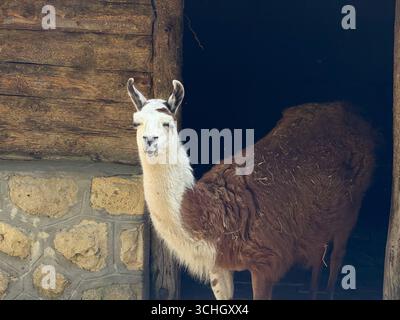 Lama in piedi vicino ad un rustico muro di legno. Agricoltura, addomesticamento e rapporto umano con gli animali in ambienti rurali e controllati. Foto Stock