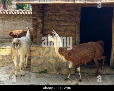 Due lama in piedi vicino ad un rifugio di legno. Allevamento, addomesticamento e presenza collettiva di animali in spazi controllati rurali e agricoli Foto Stock