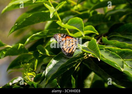 PERÉZ Zeledón, PROVINCIA DI SAN JOSÉ, COSTA RICA: La farfalla monarca (Danaus plexippus) a Casa Alegria, la cupola delle farfalle, a Perez Zeledon, Costa Rica. Foto Stock
