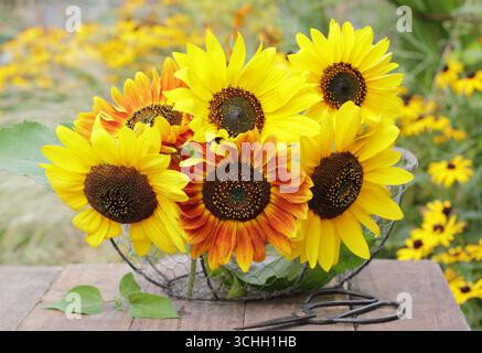 Disposizione per girasole. I girasoli si sono raccolti in un cestino da giardino a filo metallico alla fine di agosto. REGNO UNITO Foto Stock