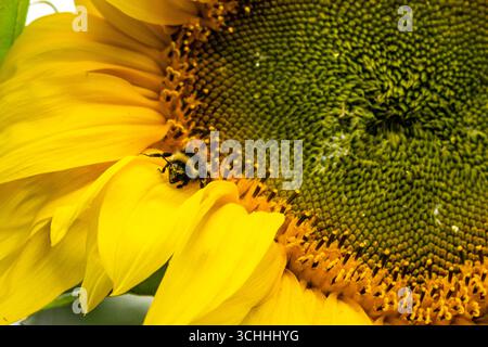 Honey Bee che raccoglie polline da un girasole - Helianthus annuus a West Cork, Irlanda. Foto Stock