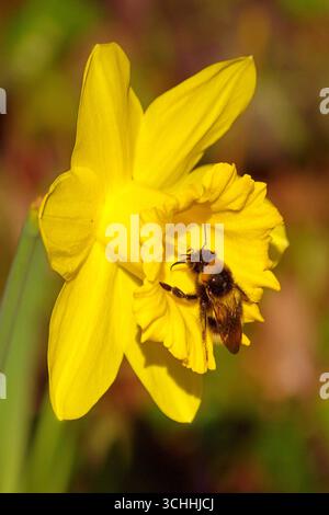 L'abeille domestique, Apis mellifera, est un insecte de l'ordre des Hyménoptères. L'Abeille européenne, Avette ou Mouche à miel Foto Stock