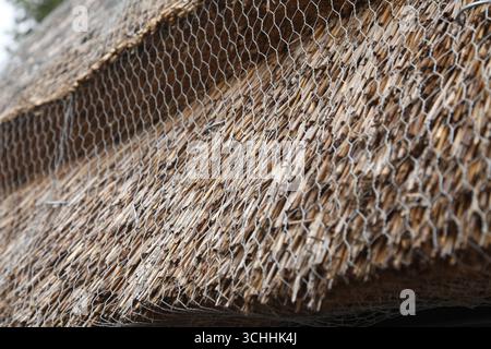 Primo piano del tetto di paglia, lavori di scongelamento, estremità della paglia ricoperte di filo di pollo, paglia, East Horsley, Surrey, Inghilterra, REGNO UNITO, 2025 Foto Stock