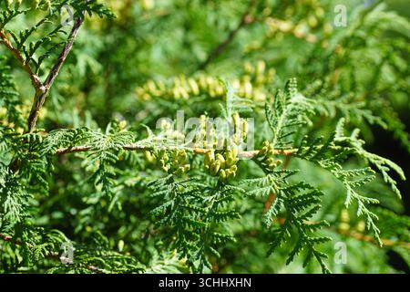 Primo piano: Thuja occidentalis, cedro bianco settentrionale, cedro bianco orientale o arborvitae. Foglie e coni immaturi. Famiglia Cupressaceae. Giardino olandese, Foto Stock