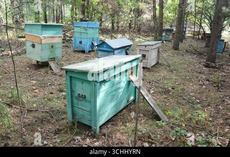 Colorata colonia di alveari nella foresta. Allevamento di api. Foto Stock