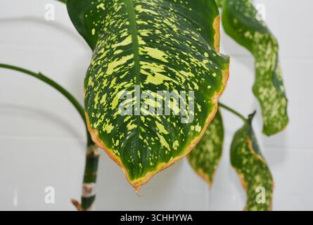 Primo piano su Dieffenbachia lascia malattie. Dieffenbachia o bastone stupido e foglie di lingua della suocera Foto Stock