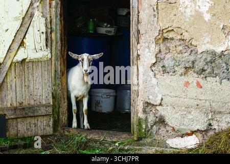 Capra bianca in piedi in un vecchio portale rustico fienile con porta in legno intemprata e sfondo in pietra Foto Stock