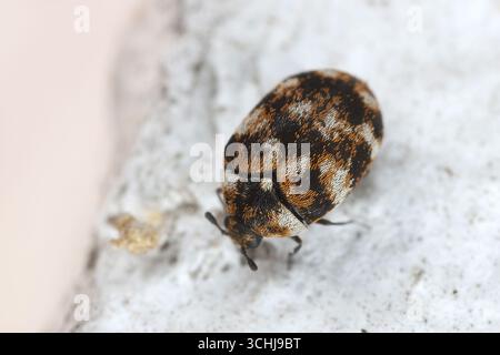 L'organismo nocivo più comune al mondo nelle case e negli appartamenti. Scarabeo da tappeto variegato, Anthrenus verbasci. Foto Stock