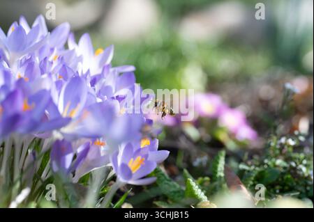 L'ape vola verso un gruppo di croci viola. Foto Stock