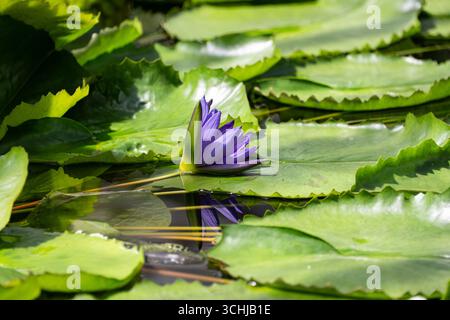Giglio blu lilla viola adagiato su una foglia della pianta d'acqua con specchi e riflessi Foto Stock
