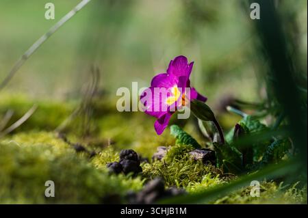 Fiore primaverile nel muschio Foto Stock