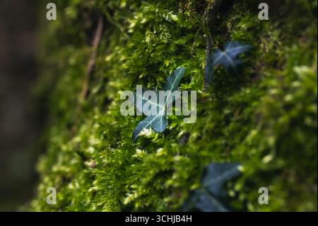 Edera che sale su un tronco d'albero coperto di muschio. Foto Stock