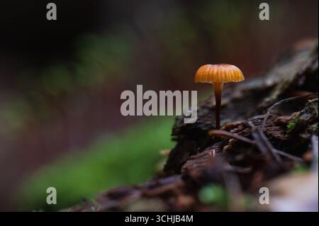 Primo piano di un piccolo fungo forestale. Foto Stock