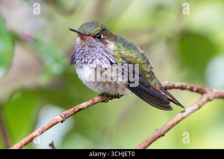 Colibrì del vulcano maschio (Selasphorus flammula torridus) appollaiato nella valle di Savegre, Costa Rica Foto Stock