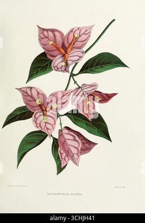 Antica illustrazione botanica di Bougainvillia glabra con bratti rosa e foglie verdi, da Familiar Indian Flowers (1878) di Lena Lowis. Foto Stock