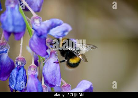 Bumblebee dalla coda bianca (gruppo Bombus lucorum) che si nutrono di fiori di Wisteria viola (Wisteria sinensis) in fiore. Foto Stock