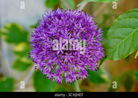 Primo piano di una testa rotonda di Allium viola in fiore. Foto Stock