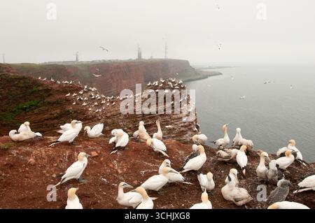 Colonia di gannets sulla cima di una scogliera alta 90 m che torreggia il Mare del Nord nell'isola di Helgoland, in Germania Foto Stock