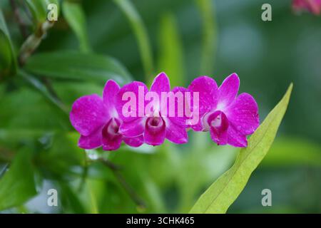Scoprite la squisita bellezza dei vibranti fiori di orchidea rosa annidati tra foglie verdi lussureggianti, perfetti per gli amanti della natura e del giardino alla ricerca Foto Stock