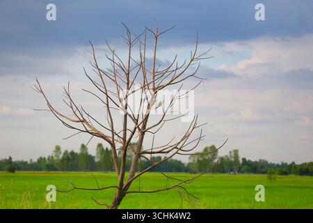 Il merops persicus, il cui nome scientifico è Merops philippinus, arroccato su un albero. Foto Stock