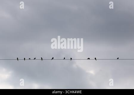 Molti passeri si aprono sulle linee elettriche su uno sfondo scuro. Foto Stock