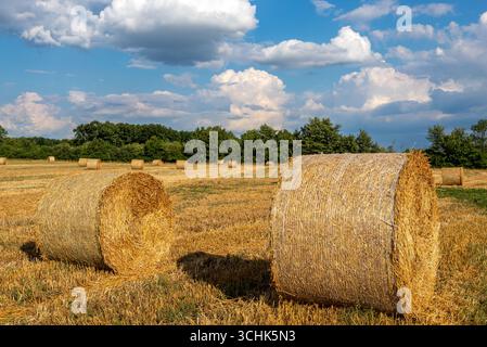 Balle di paglia rotonde in un campo di stoppia e grandi nuvole bianche nel cielo blu nelle giornate di sole. Foto Stock