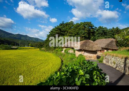 Tipiche case coreane con tetto in paglia e risaie terrazzate conservate come beni culturali locali Foto Stock