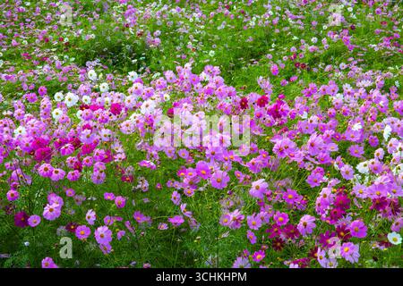 La vista dei fiori cosmo che fioriscono splendidamente in una varietà di colori lungo la strada, ballando e ondeggiando nella brezza autunnale. Foto Stock