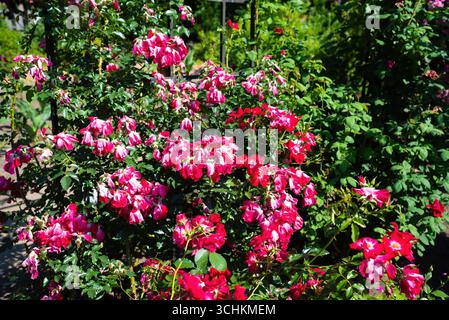 Rosa ballerina ibrida di muschio che fiorisce con grappoli di fiori rosa con centri bianchi in un giardino estivo, arbusto ornamentale con fogliame lucido. Foto Stock