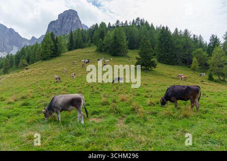 Mucche al pascolo alpino nel paesaggio paesaggistico montano Foto Stock