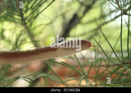 Un serpente africano che scivola su foglie di pino di fronte alla fotocamera con pupilla visibile sull'orientamento orizzontale Foto Stock