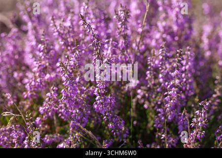Pianta di erica viola selvatica da vicino in piena fioritura in estate. Il colorato Calluna vulgaris fiorisce sulla brughiera Foto Stock