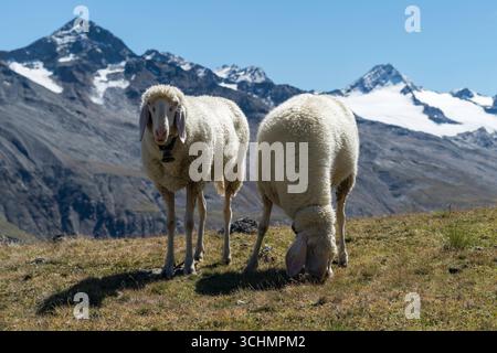 Pecore al pascolo a Ötztal vicino a Vent, Austria Foto Stock