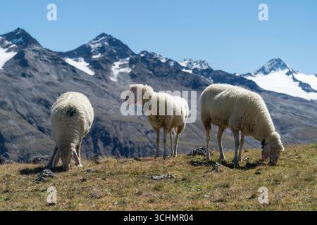 Pecore al pascolo a Ötztal vicino a Vent, Austria Foto Stock