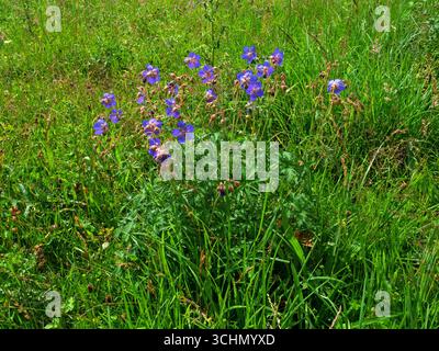 Meadow Cranesbill Geranium pratense in un prato di fiori selvatici vicino a Muker, Yorkshire Dales National Park, Inghilterra, Regno Unito, luglio 2023 Foto Stock