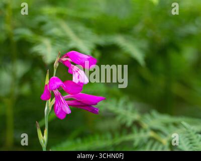 Wild gladiolus Gladiolus illyricus New Forest National Park, Hampshire, Inghilterra, Regno Unito, luglio 2024 Foto Stock