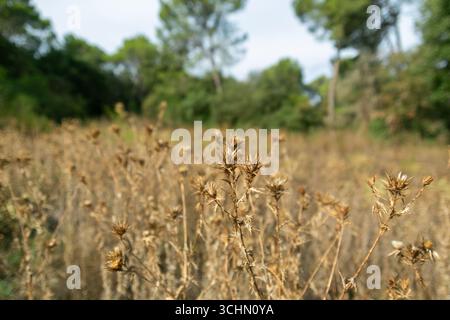 Le piante secche del cardo crescono in un campo, creando un paesaggio naturale e sereno con alberi sfocati sullo sfondo Foto Stock