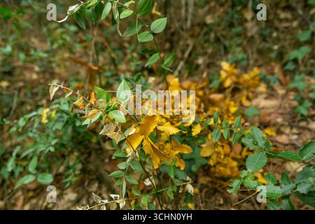 Le foglie gialle e verdi sui rami creano una splendida scena naturale, che mostra il passaggio dall'estate all'autunno Foto Stock