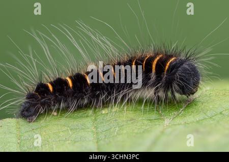 Fox Moth caterpillar (Macrothylacia rubi) appoggiato sulla foglia. Tipperary, Irlanda Foto Stock