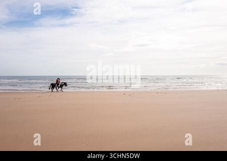 Due cavalli che si allenano lungo la spiaggia di Drudge Bay con la bassa marea Foto Stock