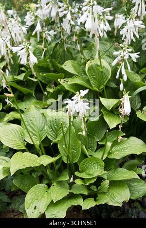 Hosta Royal Standard (Giglio piano) Foto Stock