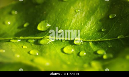 L'acqua cade su una foglia di limone giovane Foto Stock