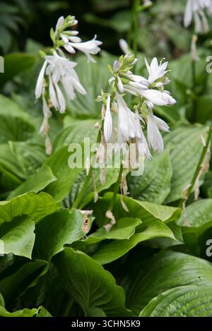 Hosta Royal Standard (Giglio piano) Foto Stock