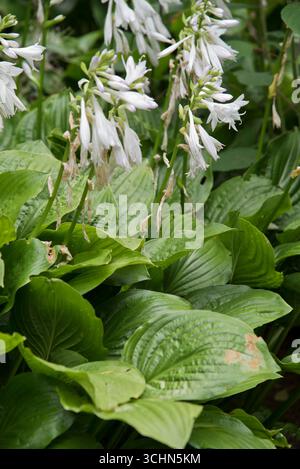 Hosta Royal Standard (Giglio piano) Foto Stock