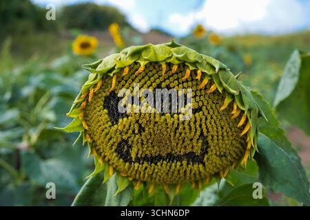 Una faccia sorridente raccolta nella testa di un girasole alla fine dell'estate, nel kent, in Inghilterra Foto Stock
